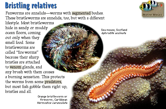 Bristling relatives