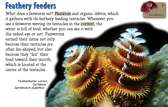 Feathery feeders