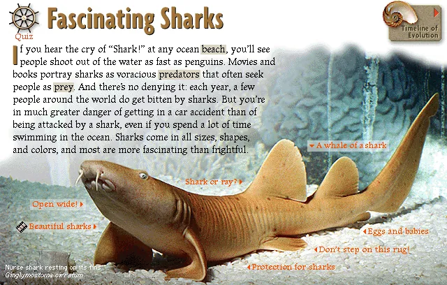 Fascinating Sharks