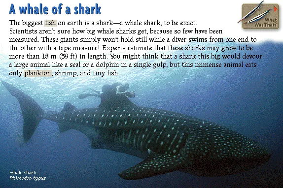 A whale of a shark