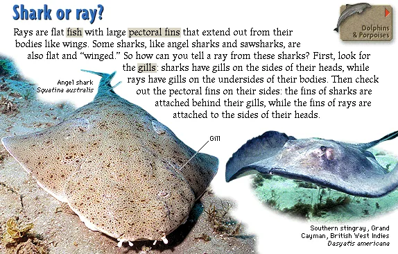Shark or ray?