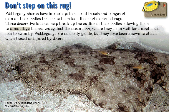 Don’t step on this rug!