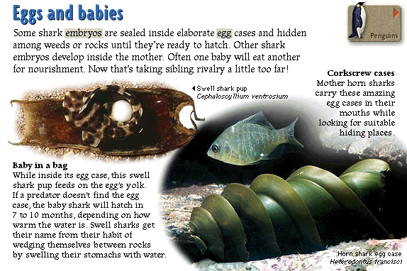 Eggs and babies