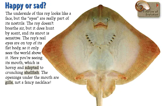 Happy or sad?