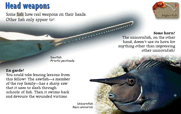 Head weapons
