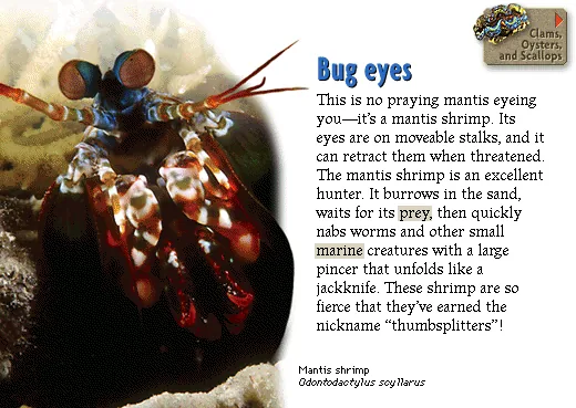 Bug eyes