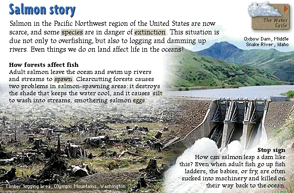 Salmon story