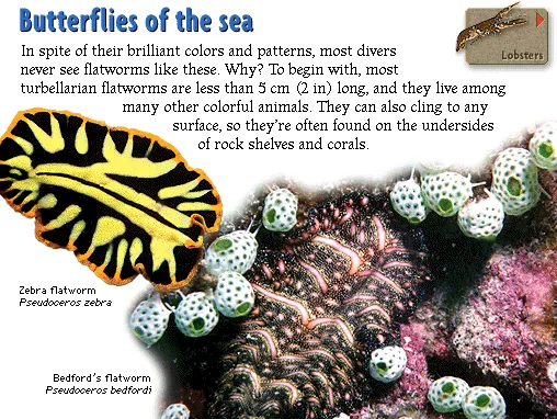 Butterflies of the sea