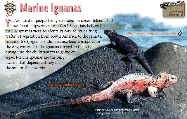 Marine Iguanas