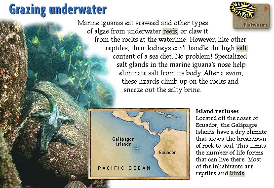 Grazing underwater