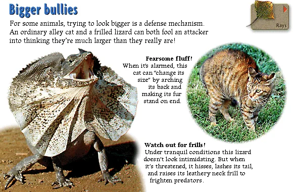 Bigger bullies