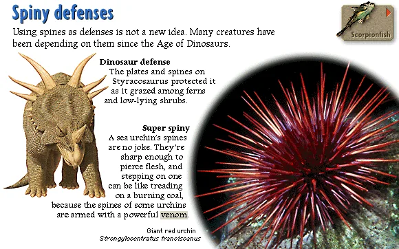 Spiny defenses