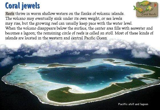 Coral jewels