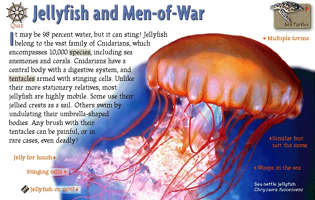 Jellyfish and Men-of-War
