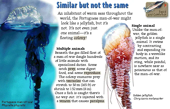 Similar but not the same