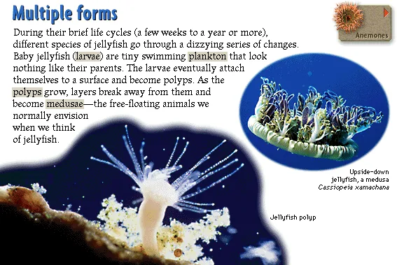 Multiple forms