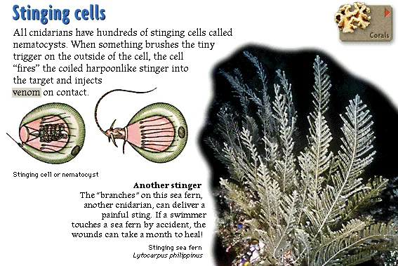 Stinging cells