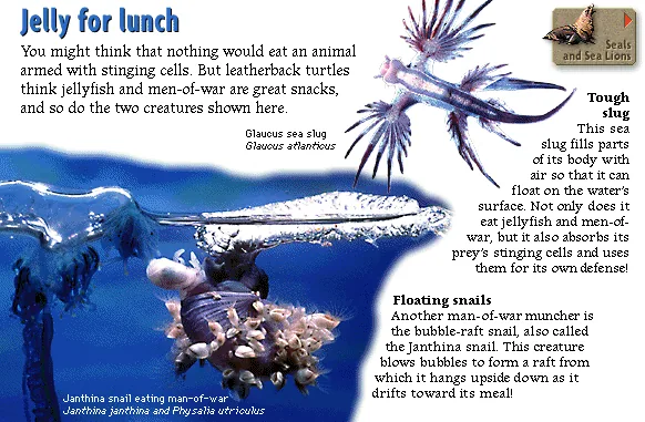 Jelly for lunch