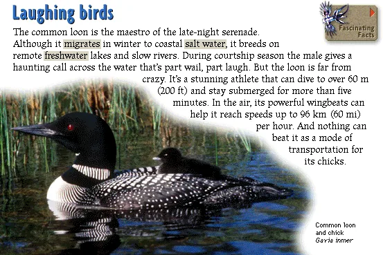 Laughing birds