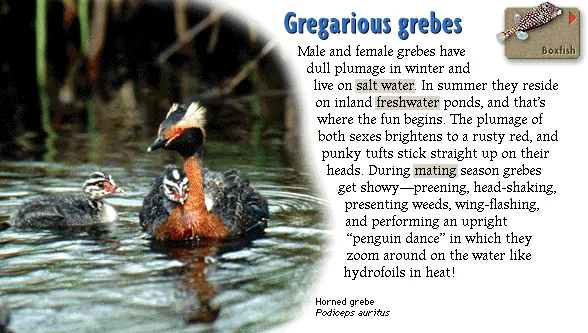 Gregarious grebes