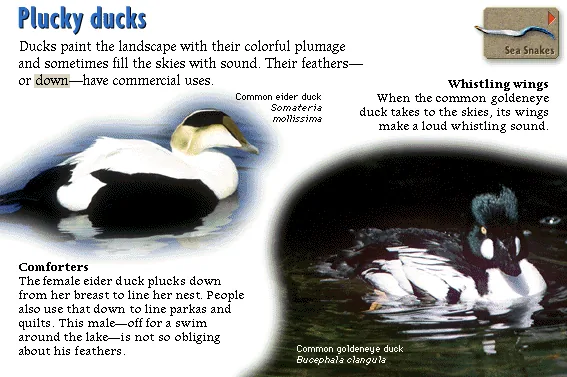 Plucky ducks