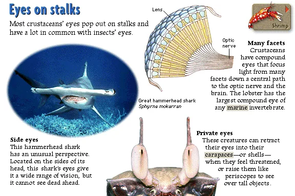 Eyes on stalks