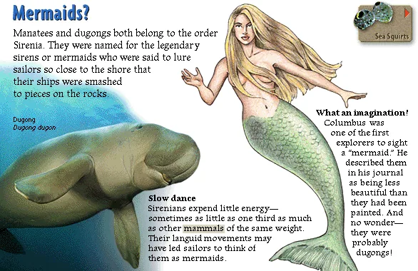 Mermaids?