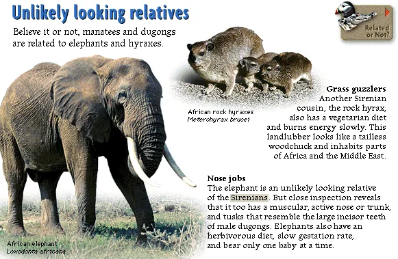 Unlikely looking relatives