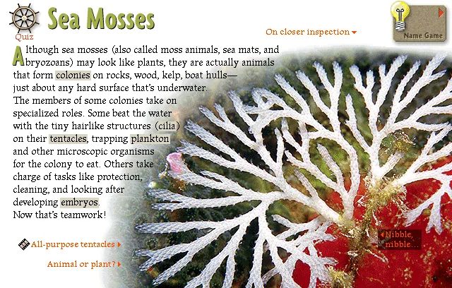 Sea Mosses