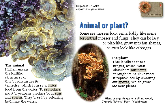 Animal or plant?