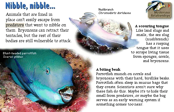 Nibble, nibble...