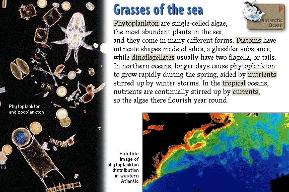 Grasses of the sea