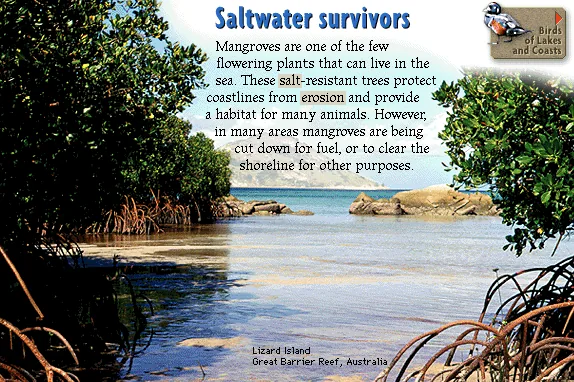 Saltwater survivors