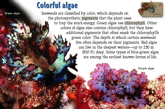 Colorful algae