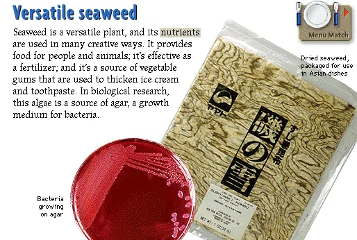Versatile seaweed