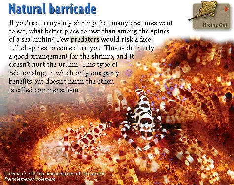 Natural barricade