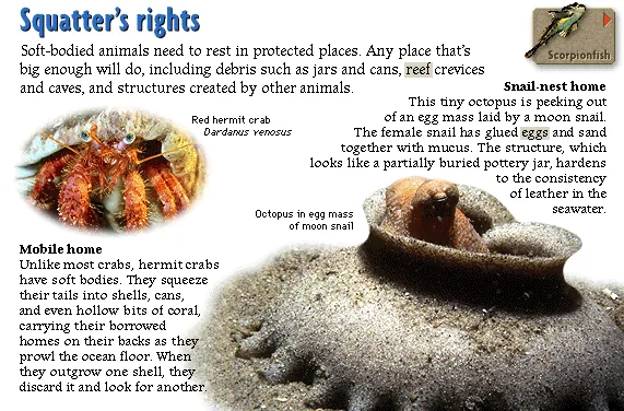 Squatter's rights
