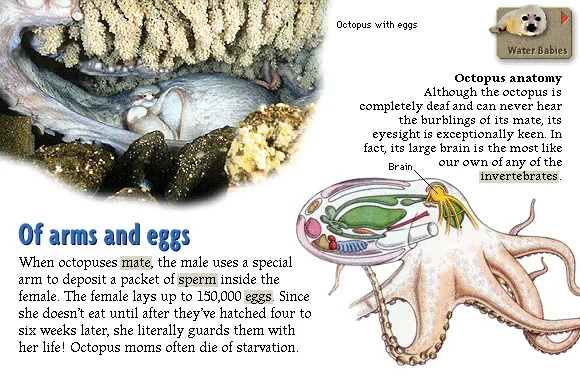 Of arms and eggs
