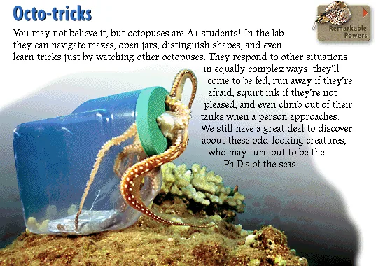 Octo-tricks