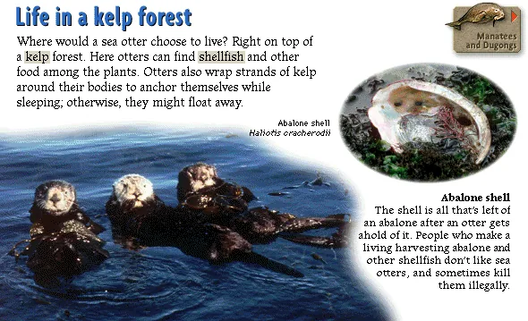 Life in a kelp forest