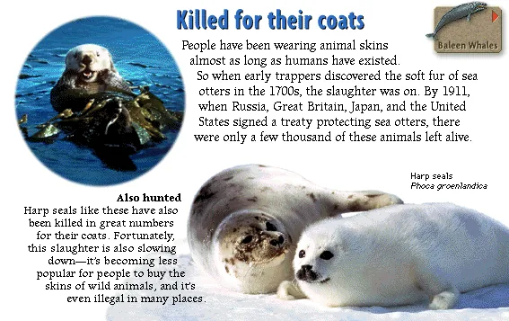 Killed for their coats
