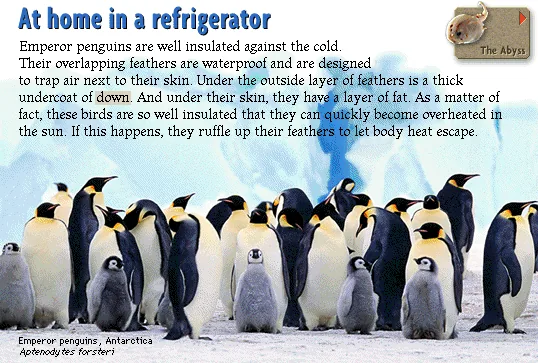 At home in a refrigerator