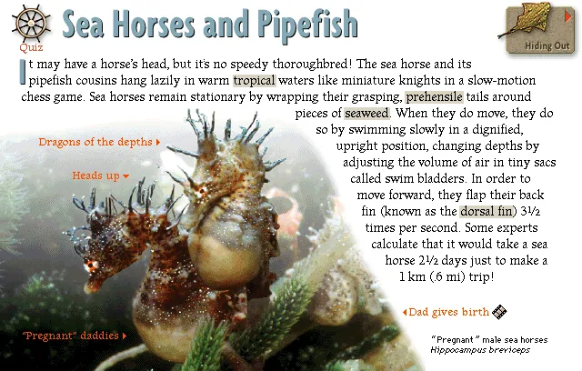 Sea Horses and Pipefish