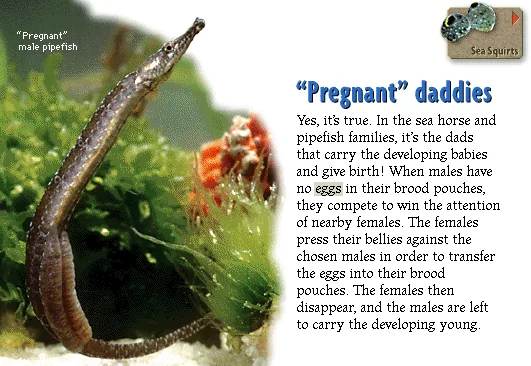 "Pregnant" daddies