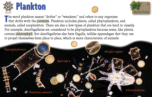 Plankton