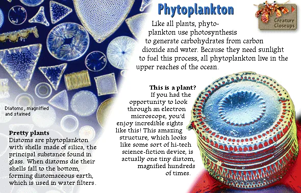Phytoplankton