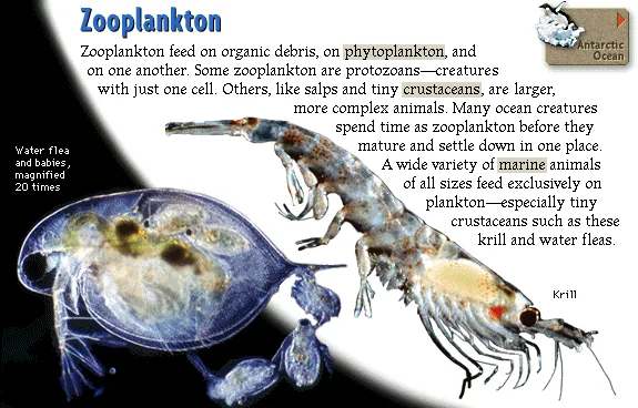 Zooplankton