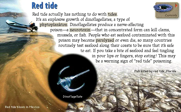 Red tide