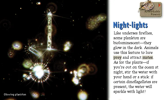 Night-lights