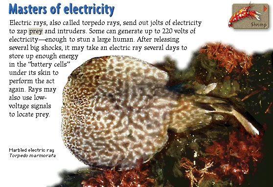Masters of electricity